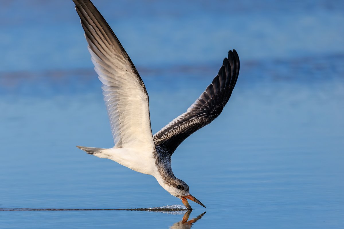 Black Skimmer