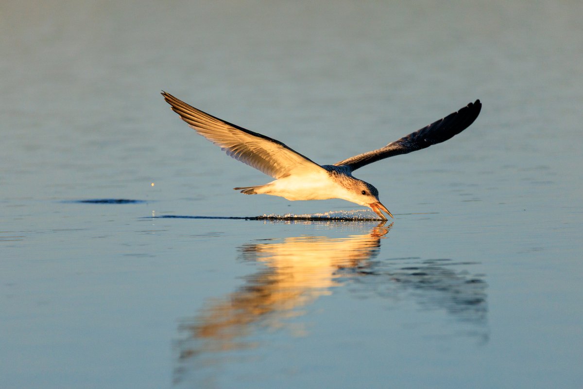 Black Skimmer
