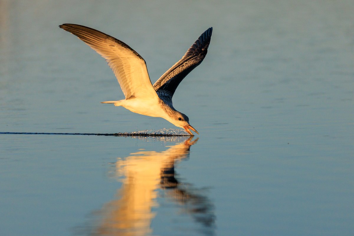 Black Skimmer