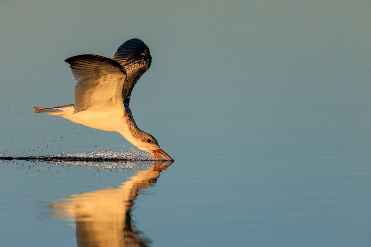 Black Skimmer