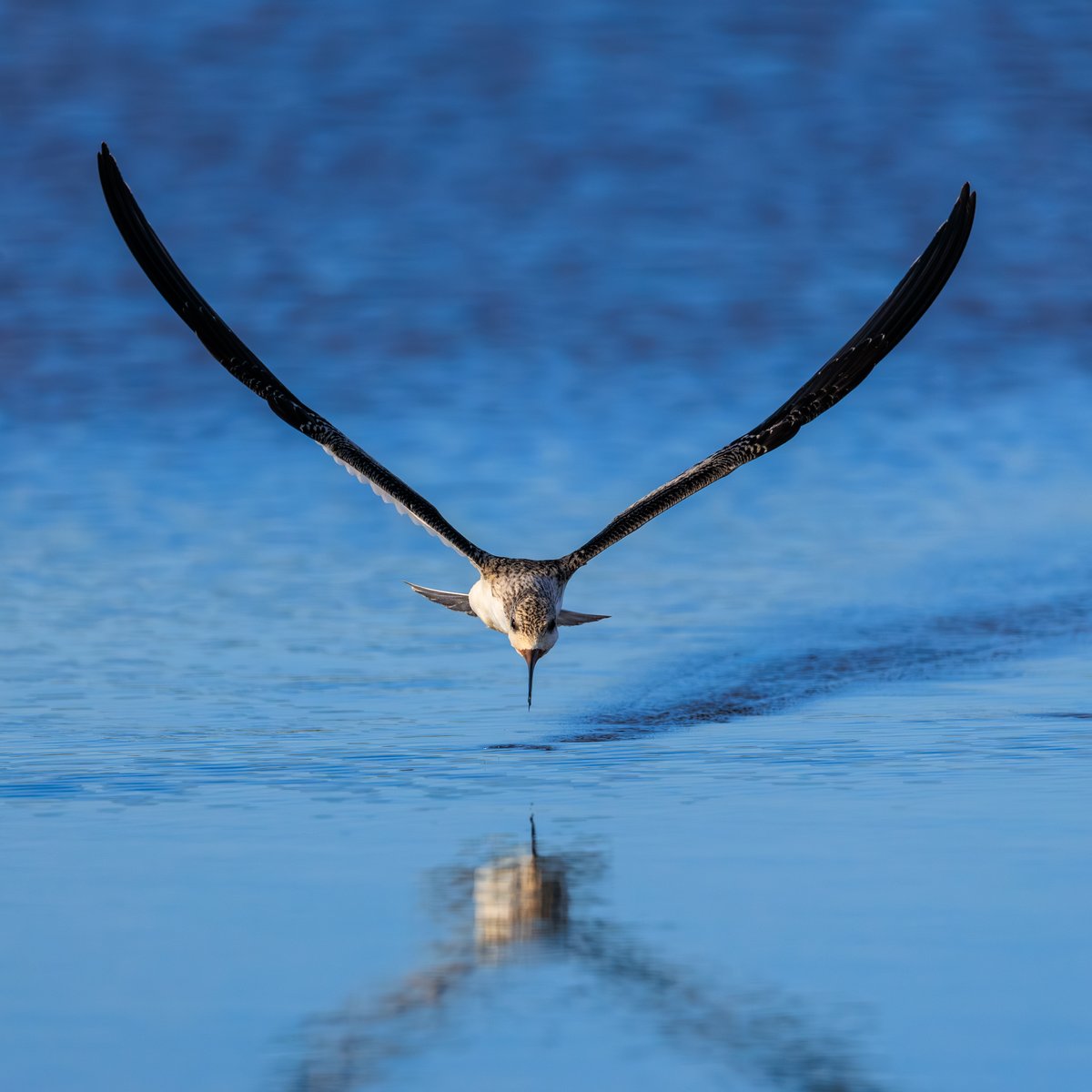 Black Skimmer