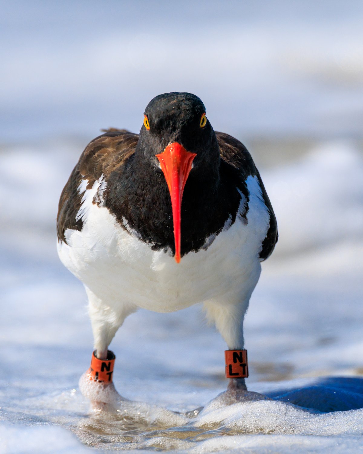 American Oystercatcher
