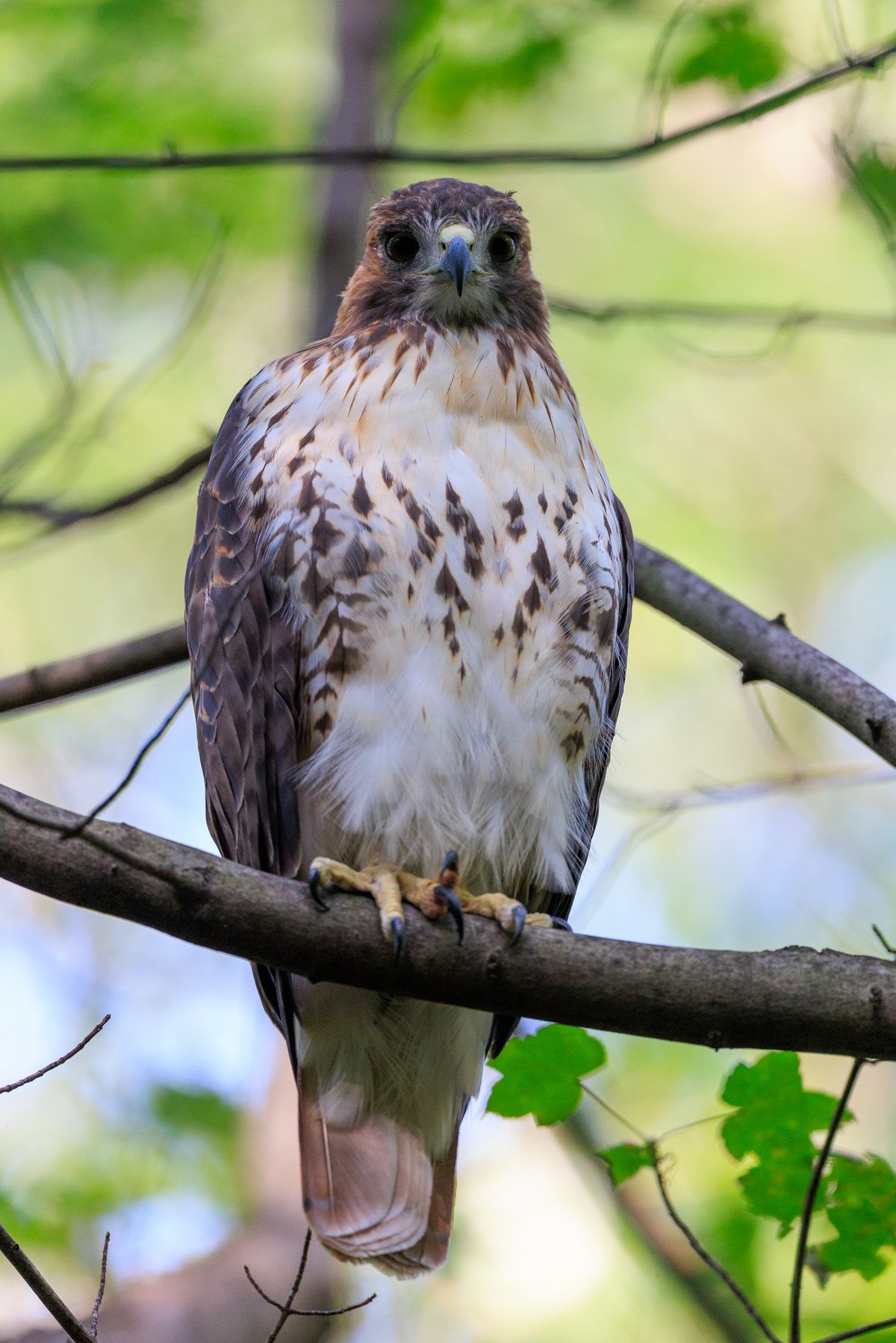 Red-tailed Hawk