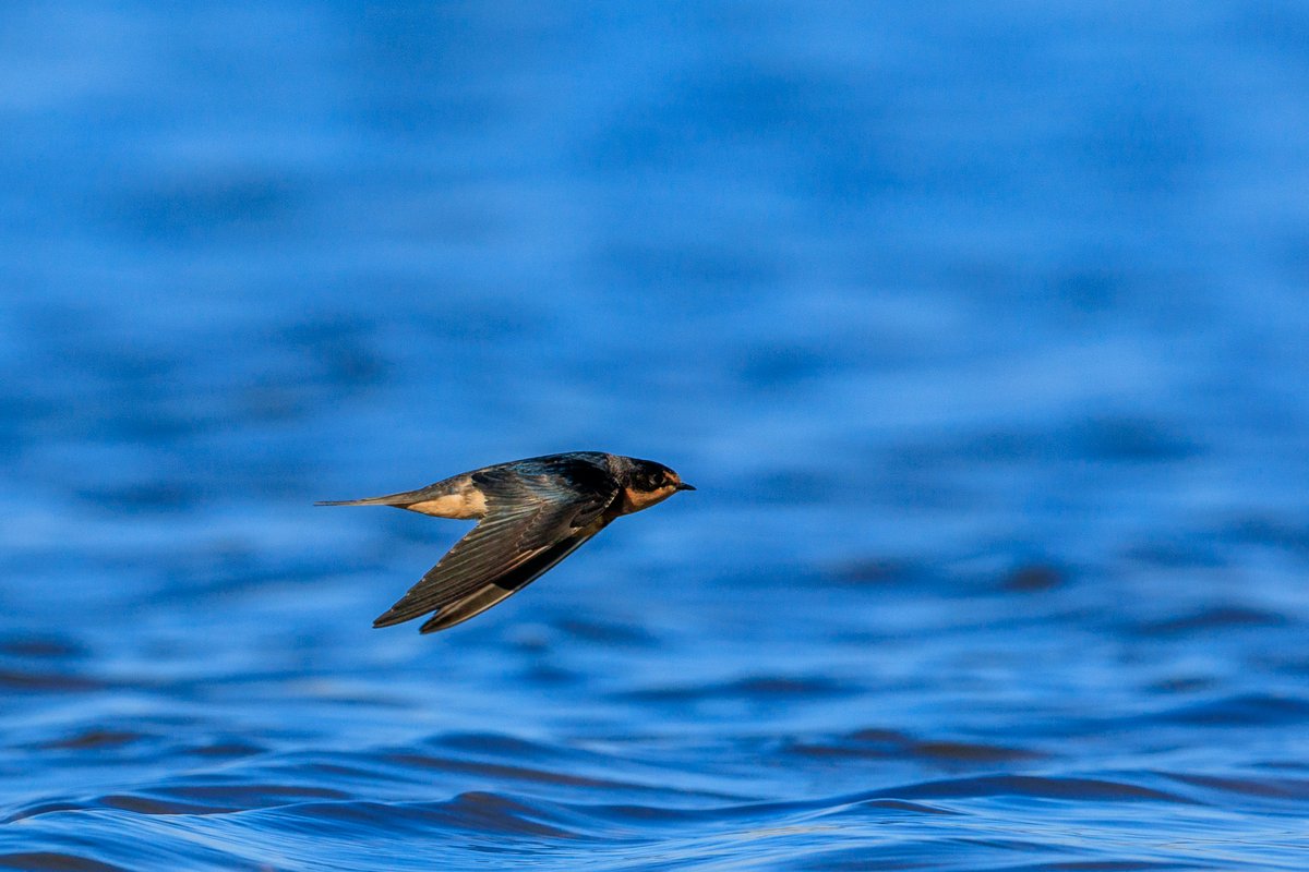 Barn Swallow