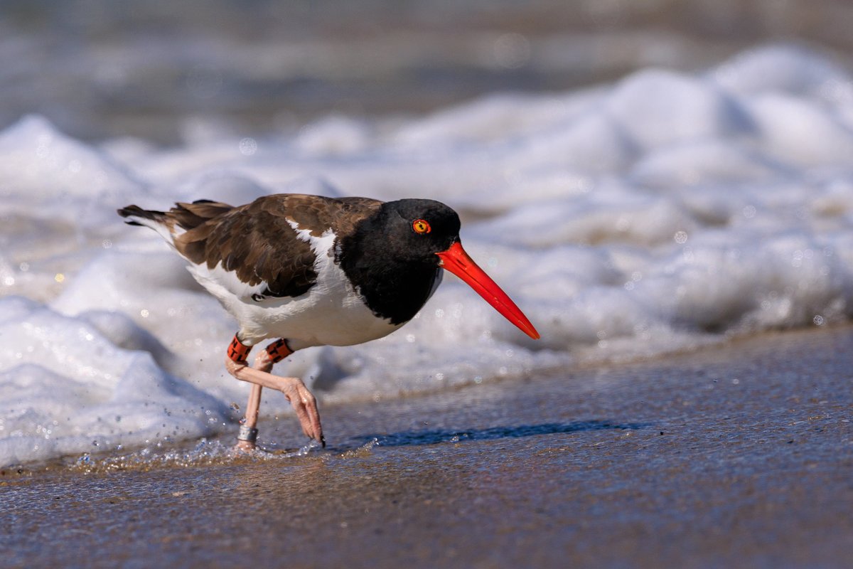 American Oystercatcher
