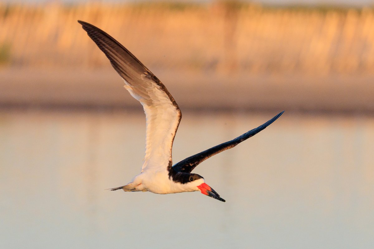 Black Skimmer