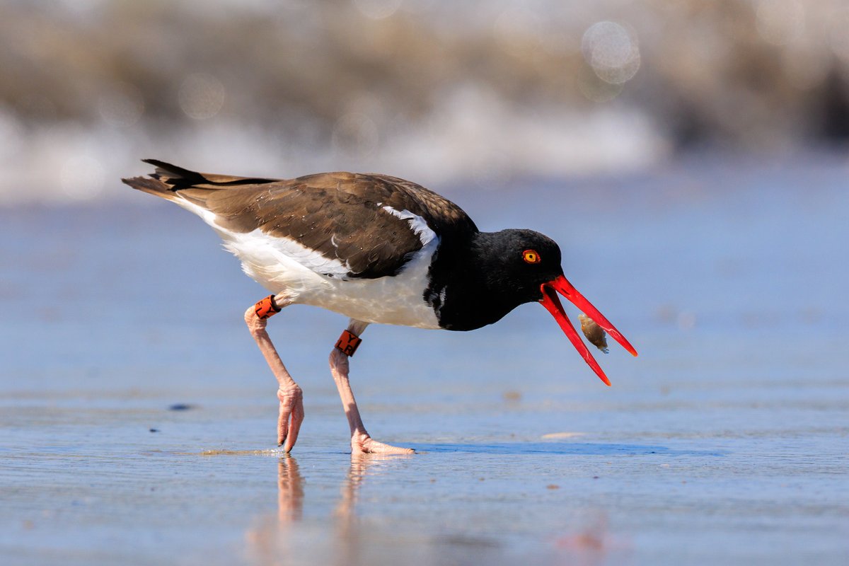 American Oystercatcher
