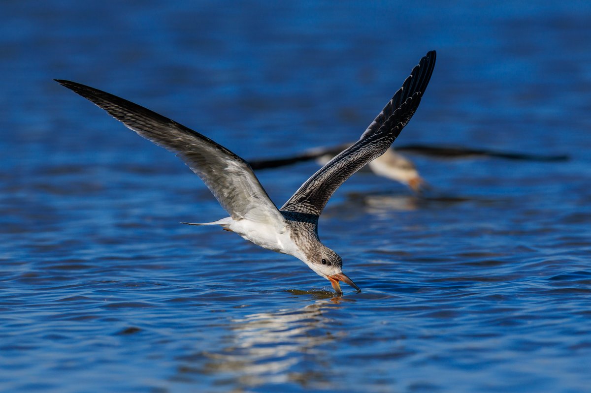 Black Skimmer