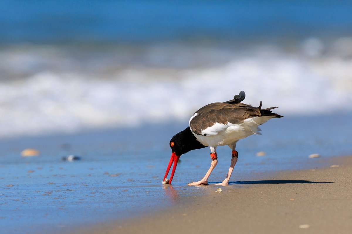 American Oystercatcher