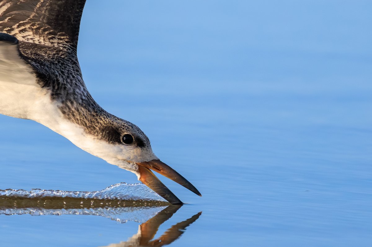 Black Skimmer