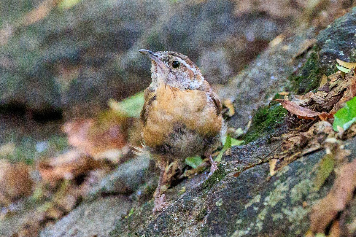 Carolina Wren