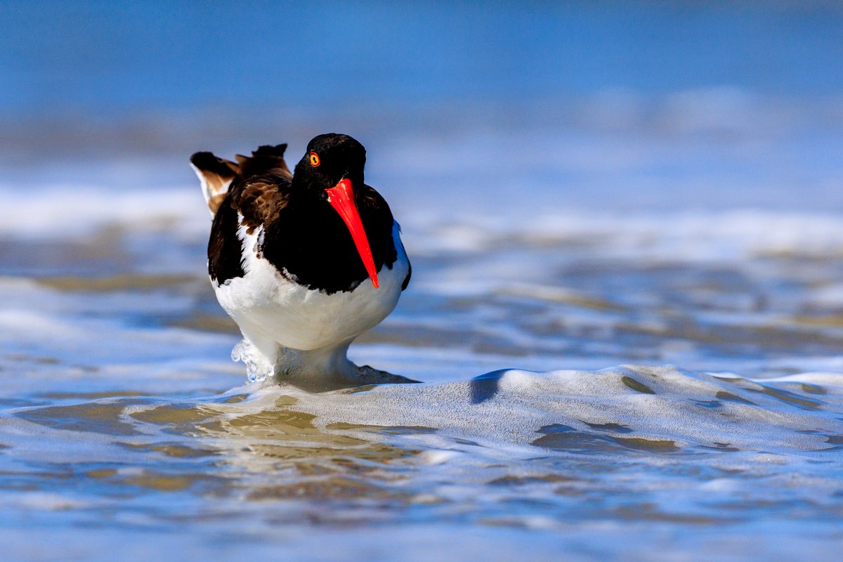 American Oystercatcher