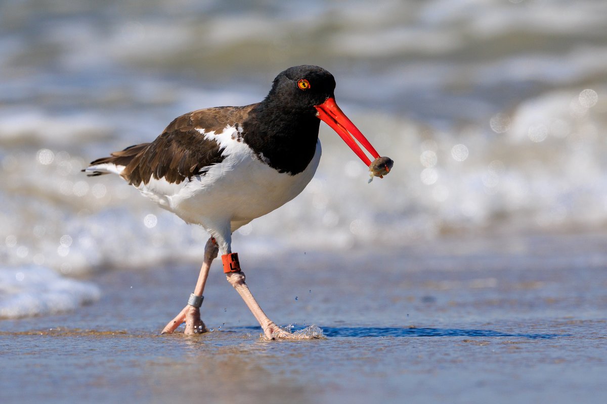 American Oystercatcher