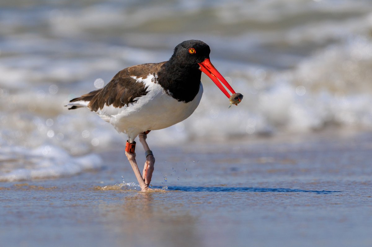 American Oystercatcher