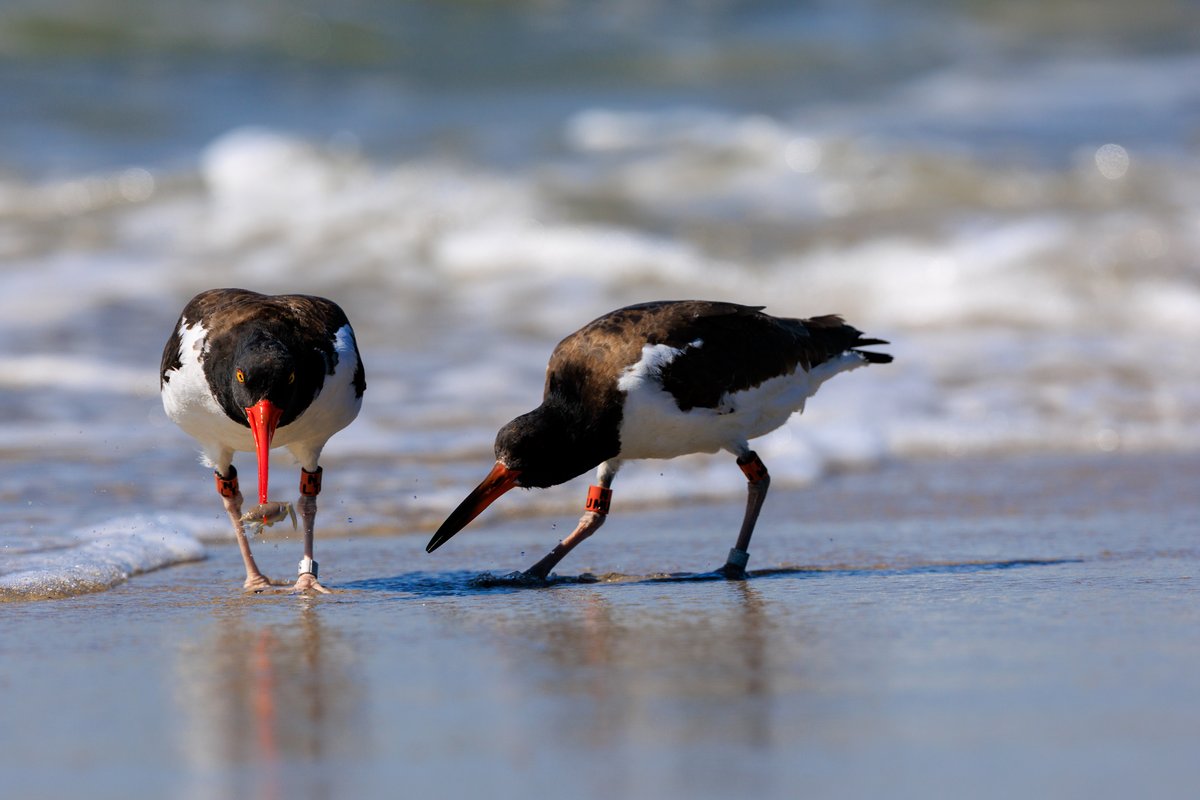 American Oystercatcher