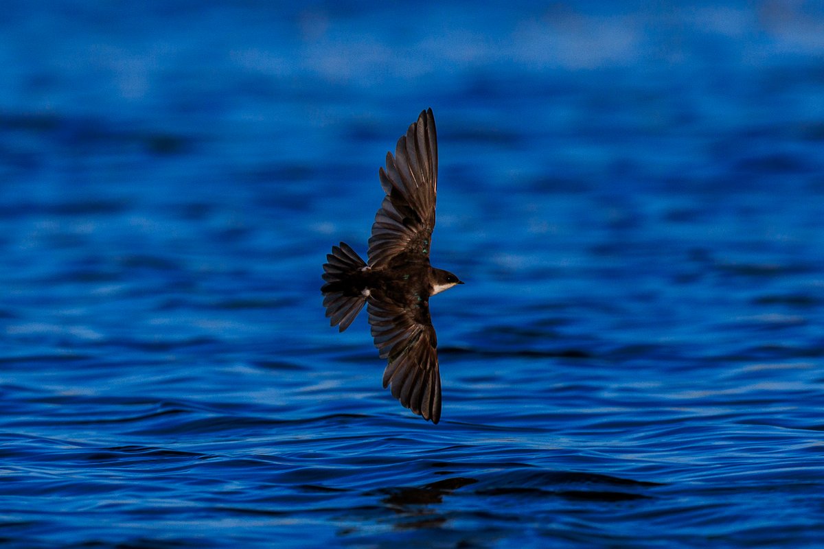 Tree Swallow