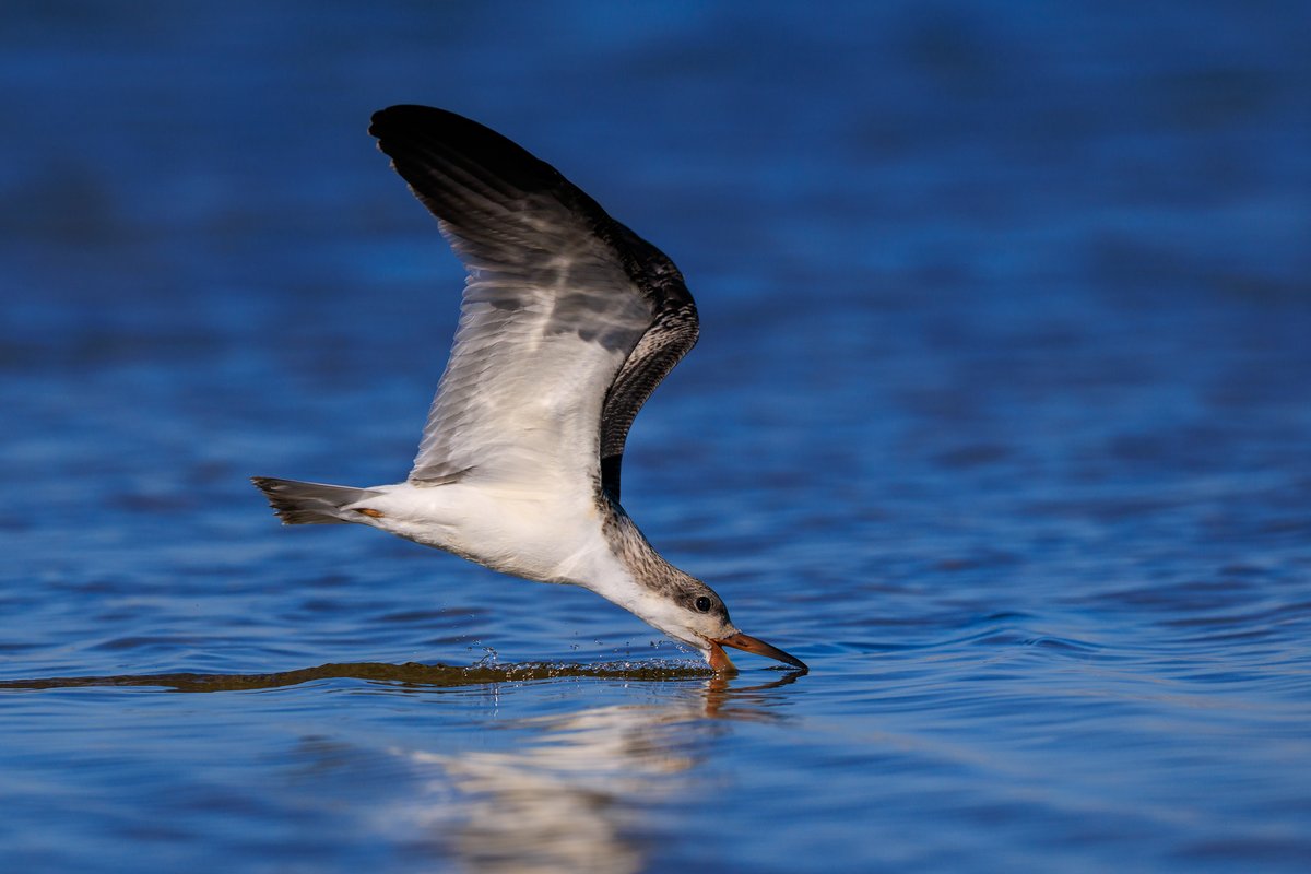 Black Skimmer