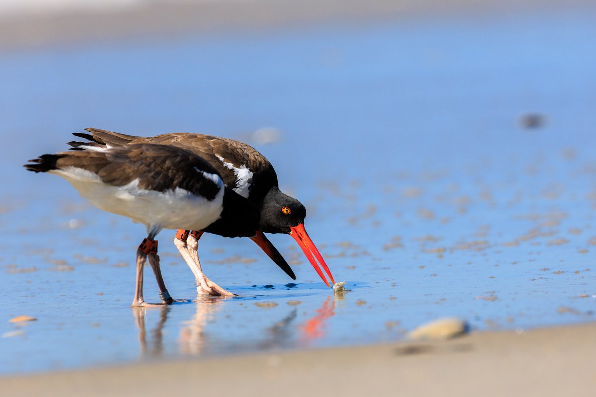 American Oystercatcher