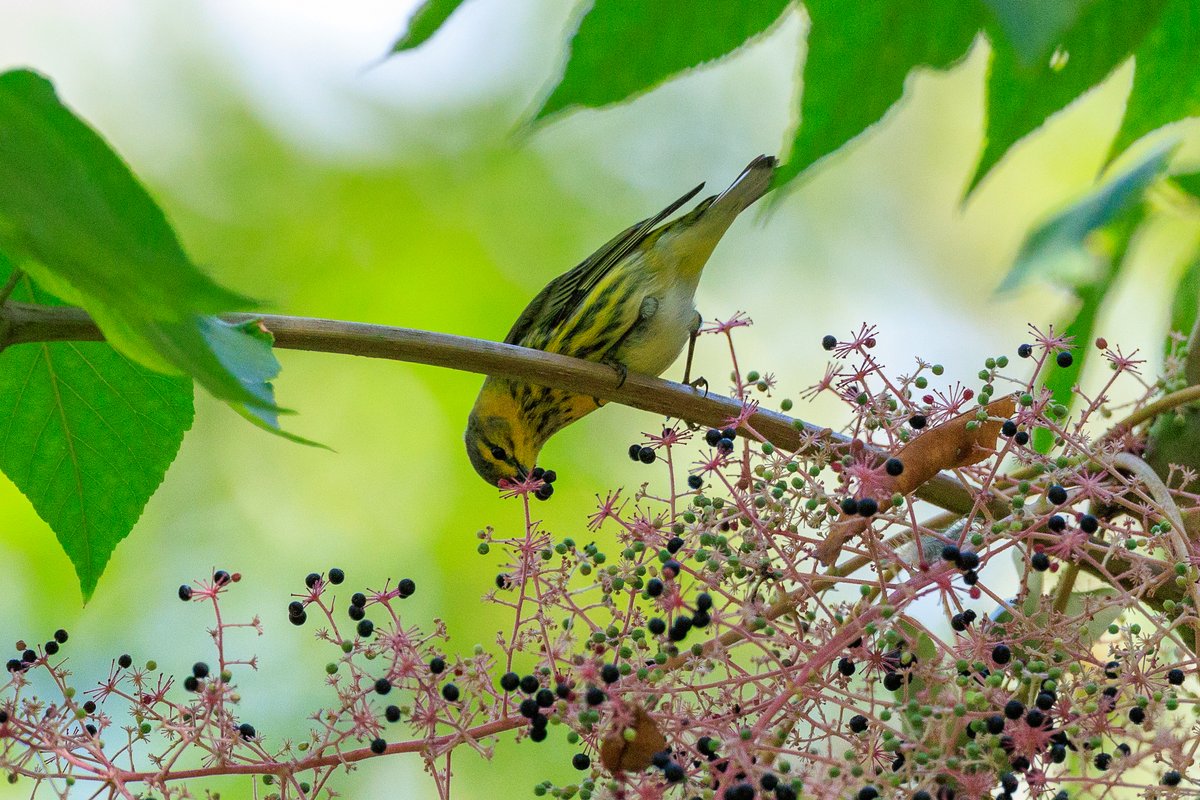 Cape May Warbler