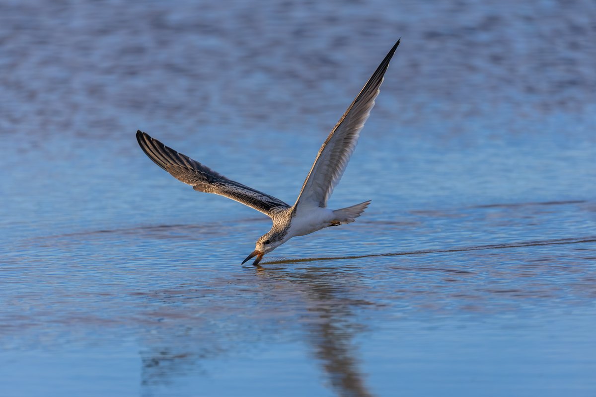 Black Skimmer