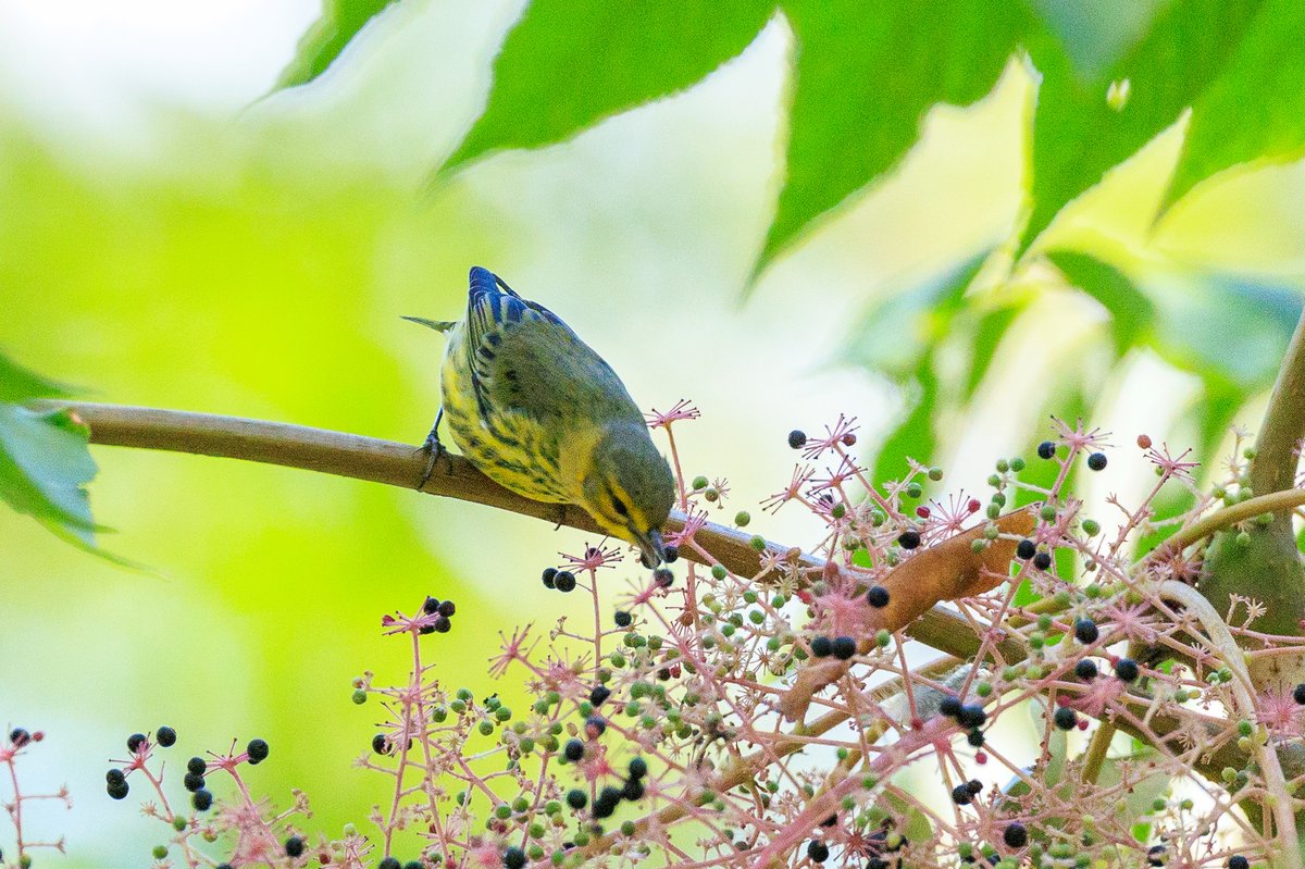 Cape May Warbler