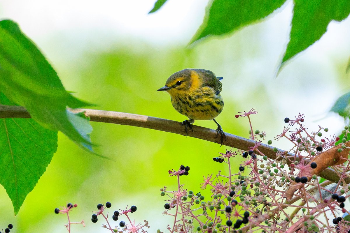 Cape May Warbler
