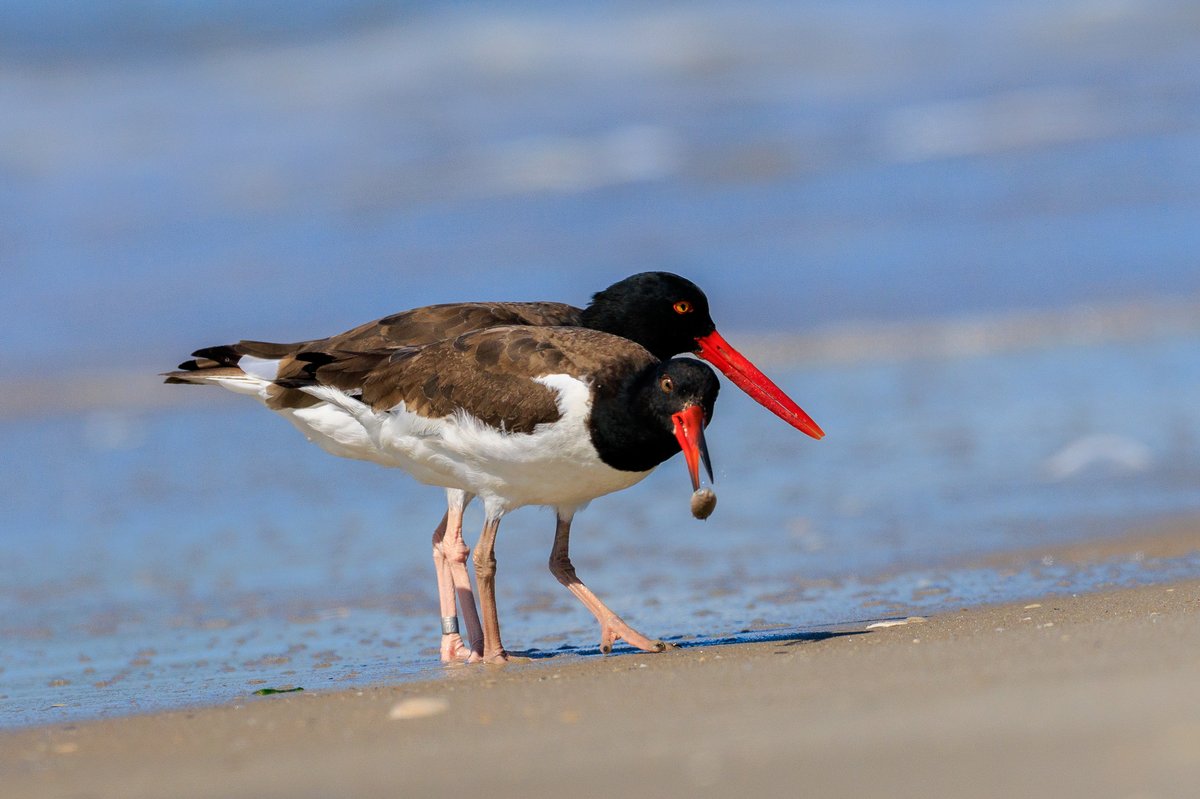 American Oystercatcher