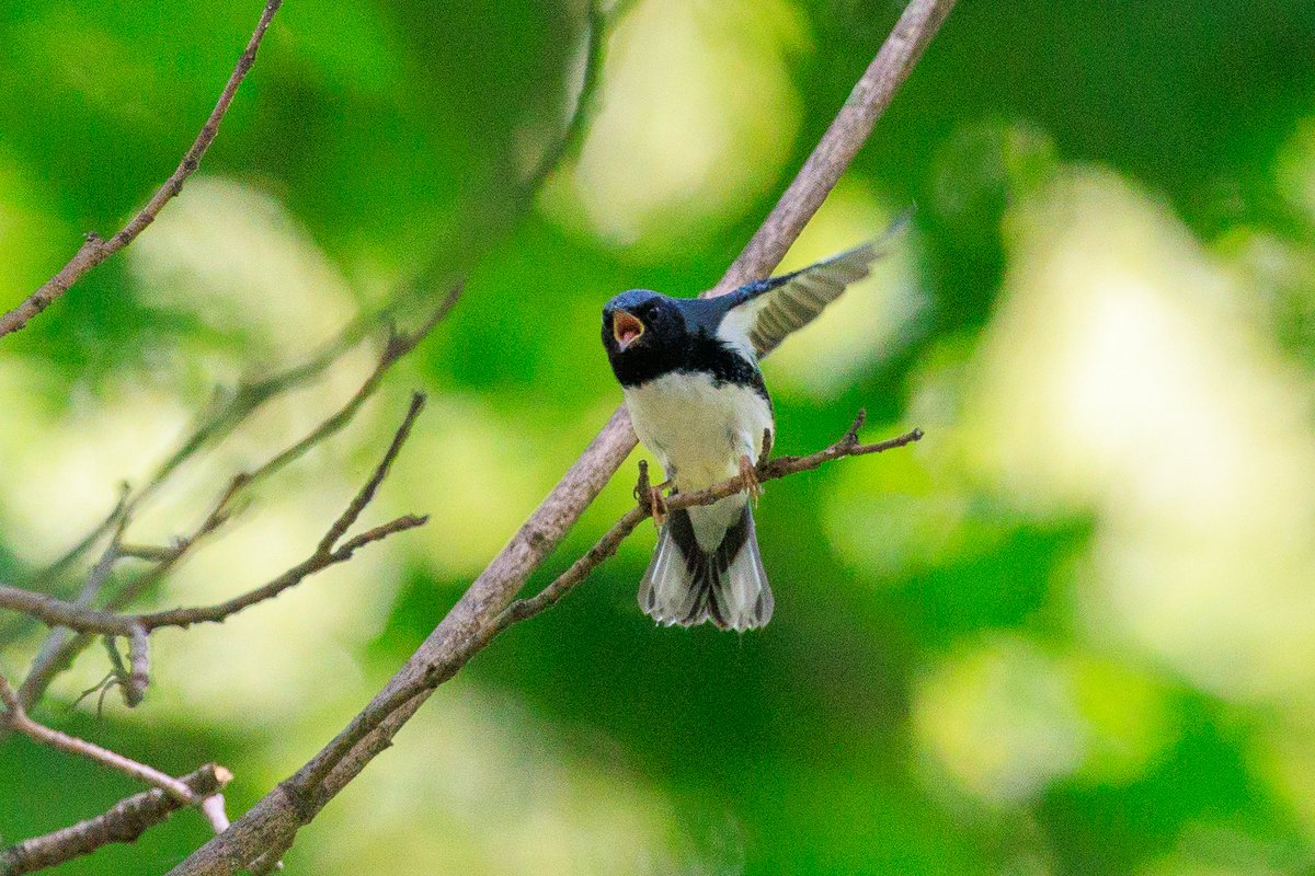 Black-throated Blue Warbler