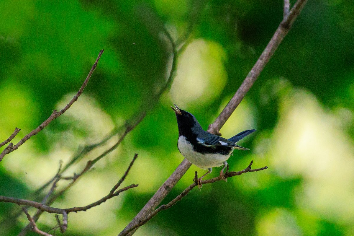 Black-throated Blue Warbler