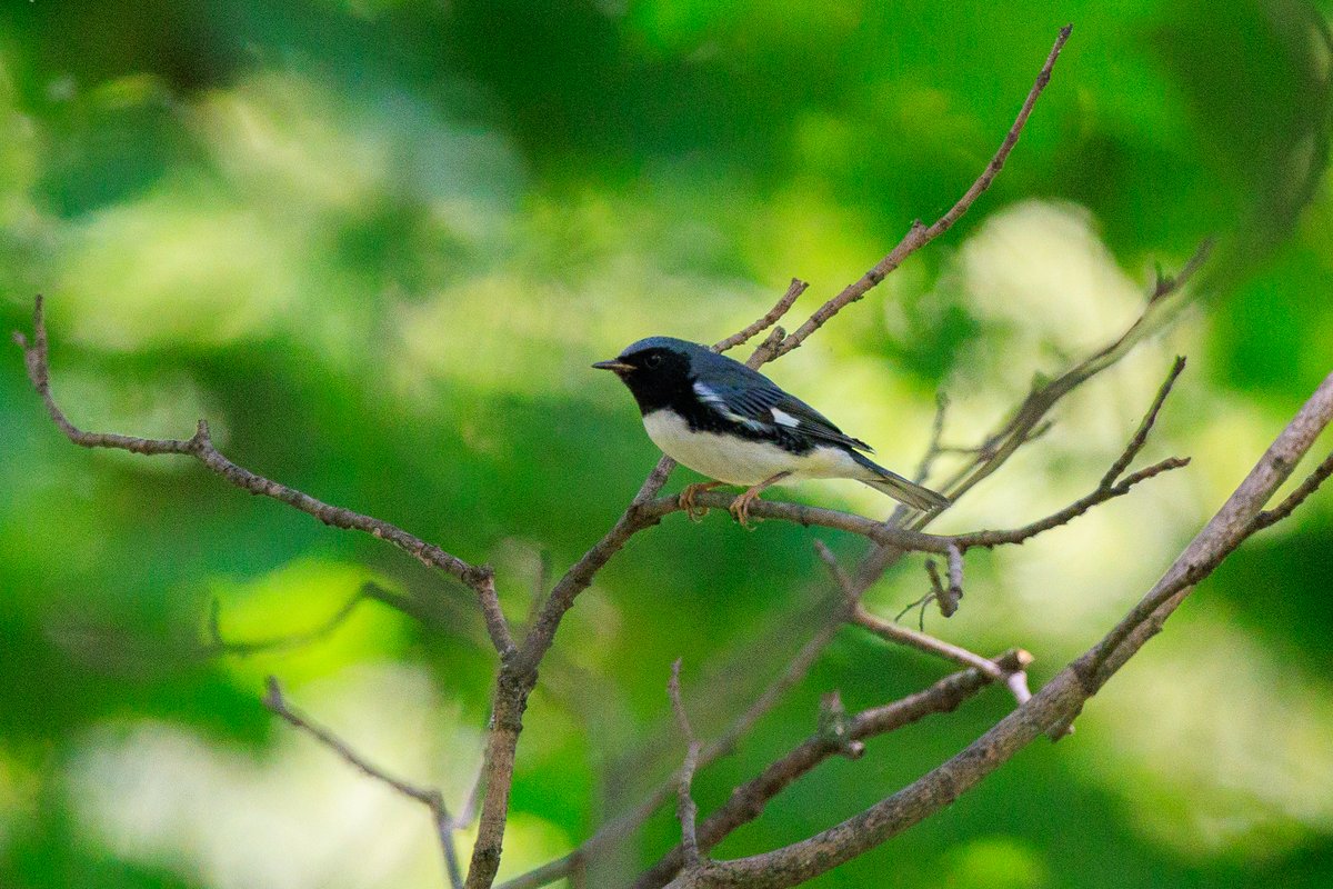 Black-throated Blue Warbler