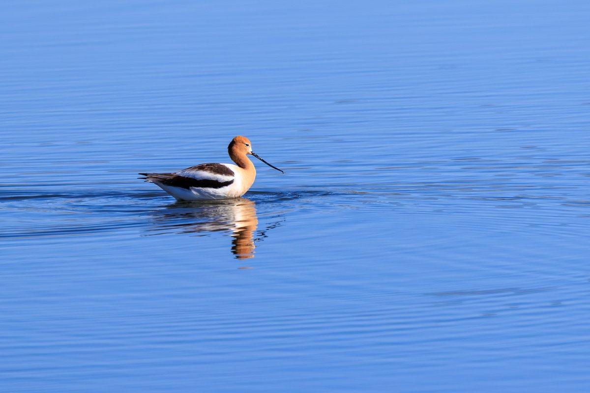 American Avocet
