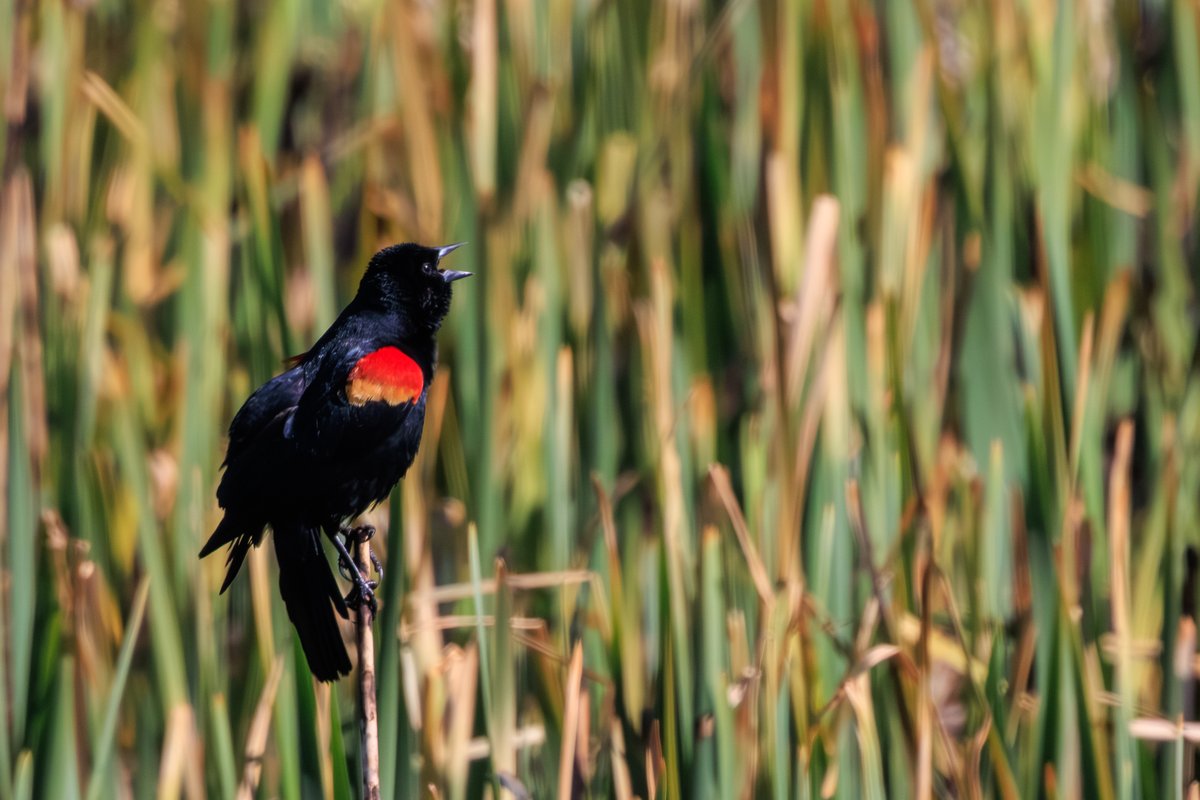 Red-winged Blackbird