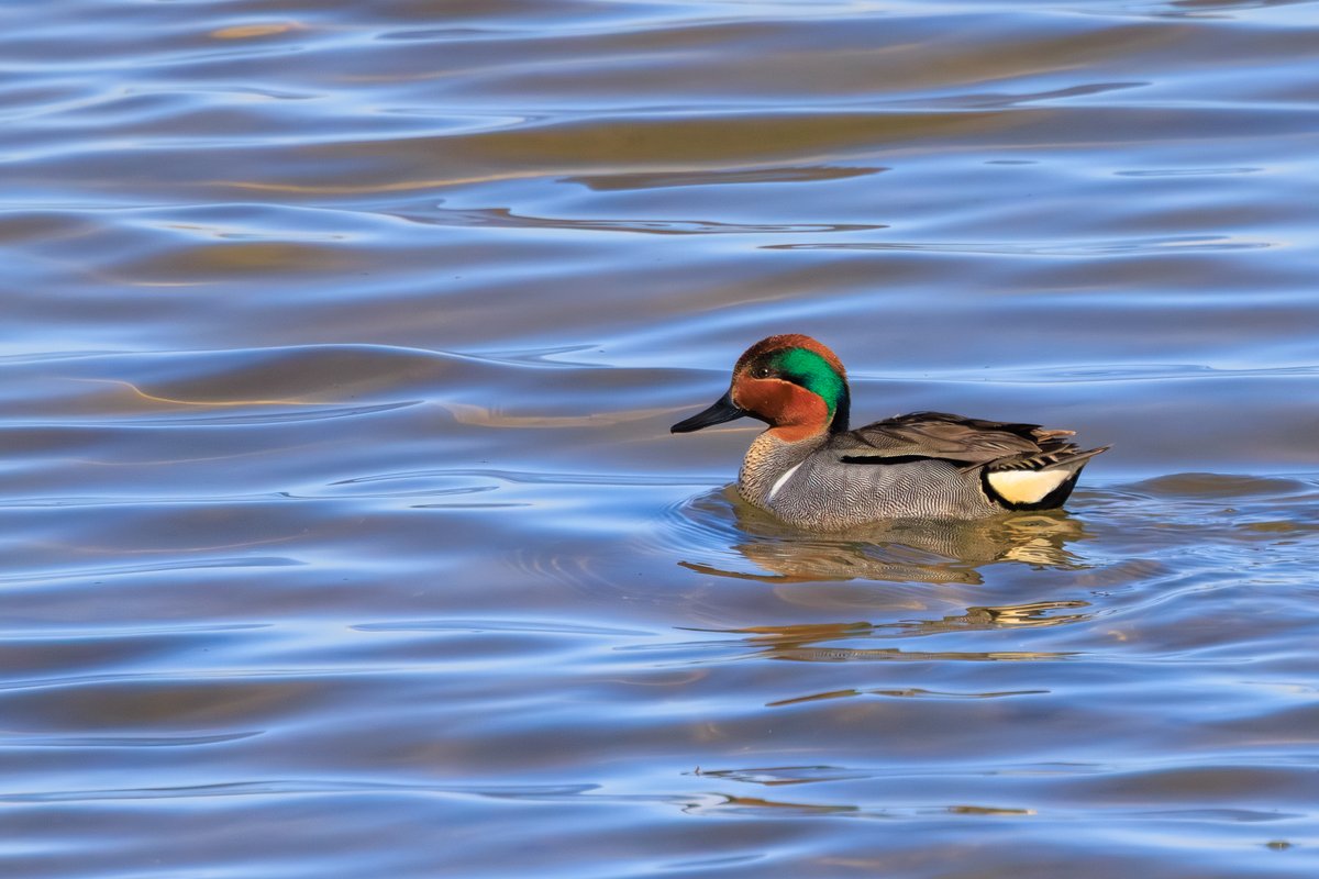 Green-winged Teal