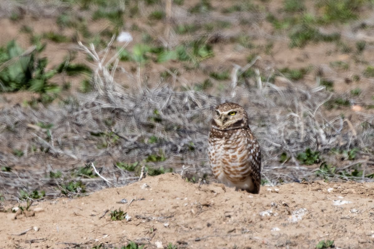 Burrowing Owl