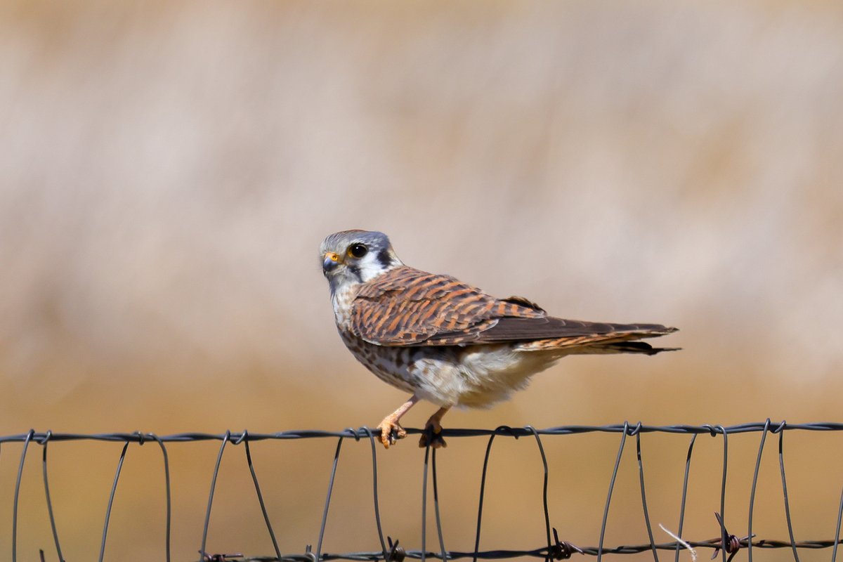 American Kestrel