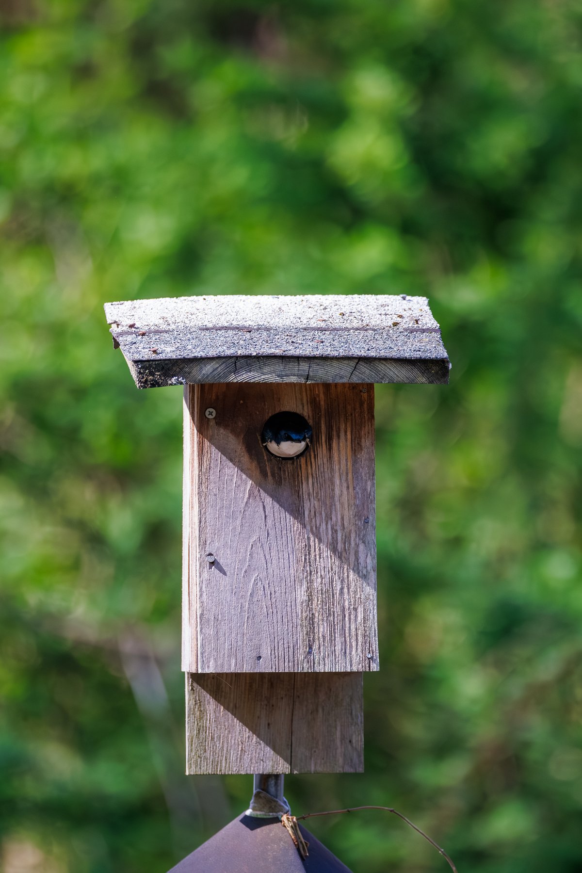 Tree Swallow