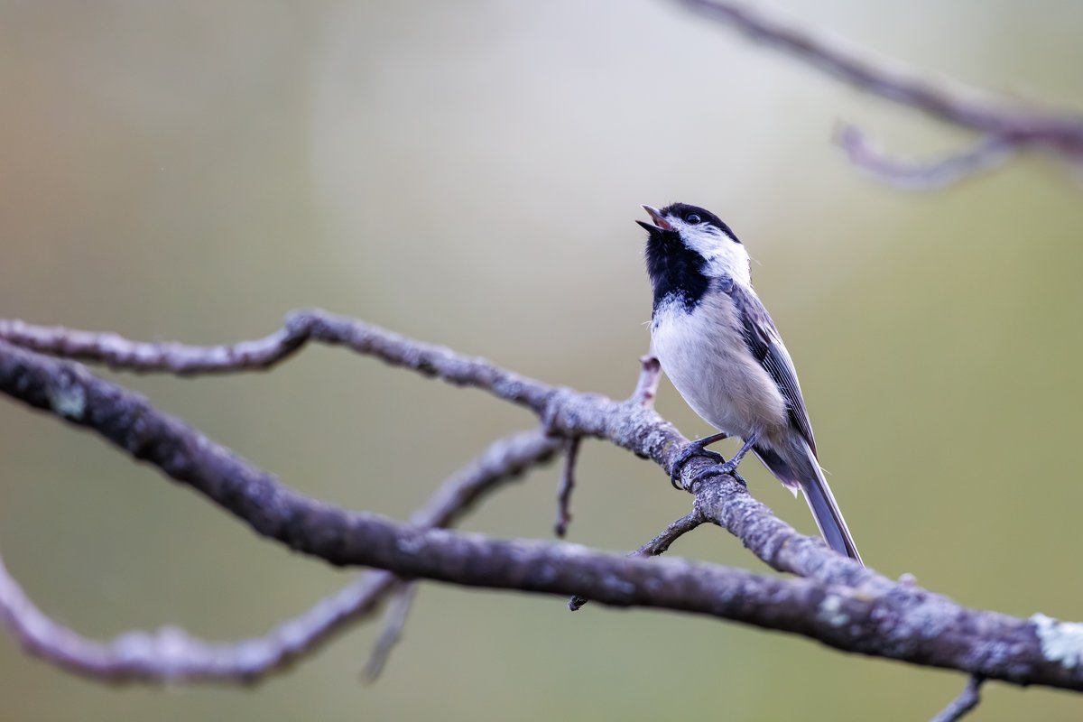 Black-capped Chickadee