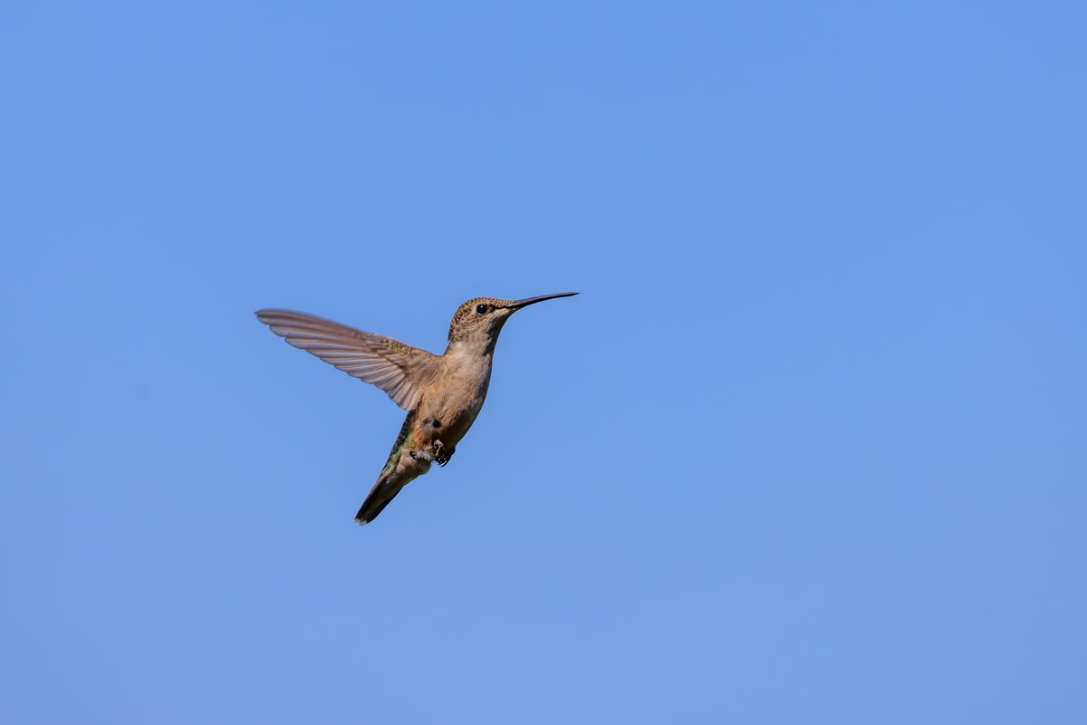 Ruby-throated Hummingbird