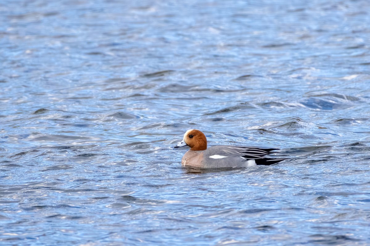 Eurasian Wigeon