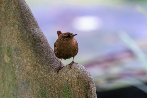 Winter Wren