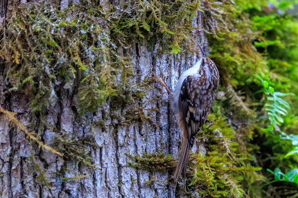 Brown Creeper