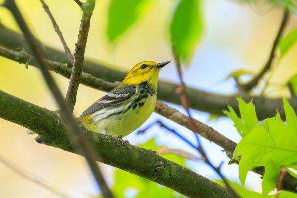 Black-throated Green Warbler