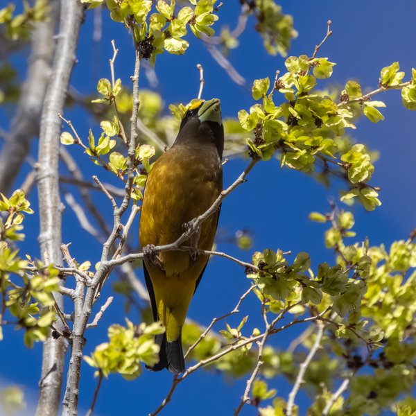 Evening Grosbeak