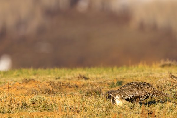 Greater Sage-Grouse