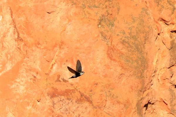 White-throated Swift