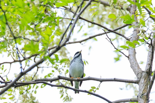 Blackpoll Warbler