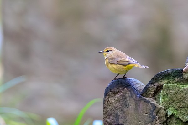 Palm Warbler