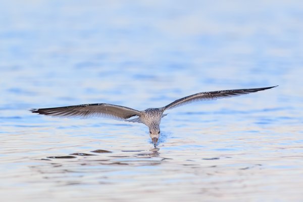 Black Skimmer