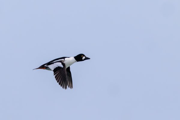 Barrow's Goldeneye