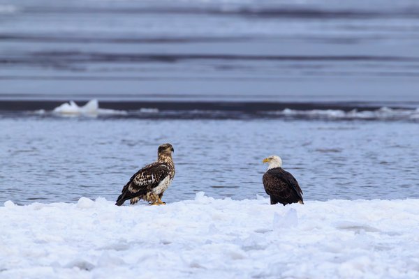 Bald Eagle